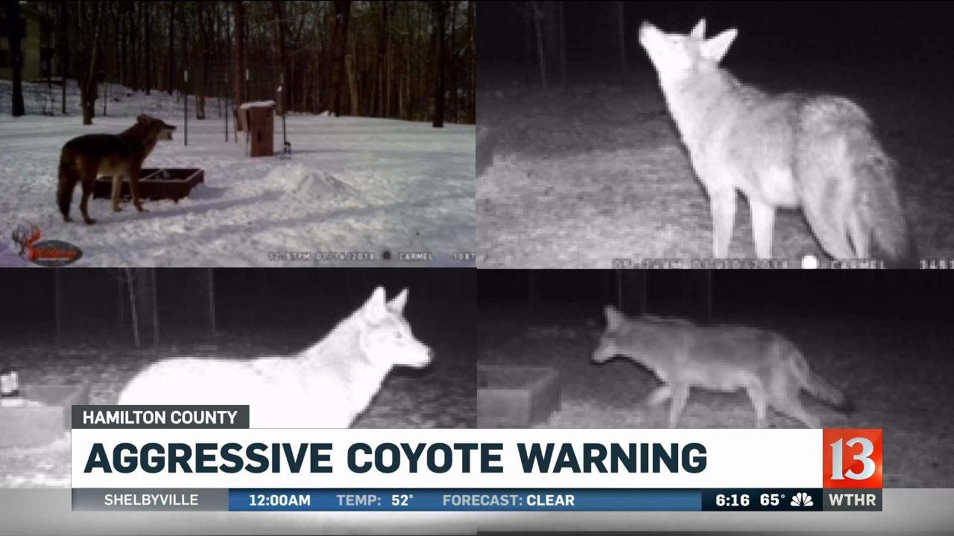 Aggressive coyote warning