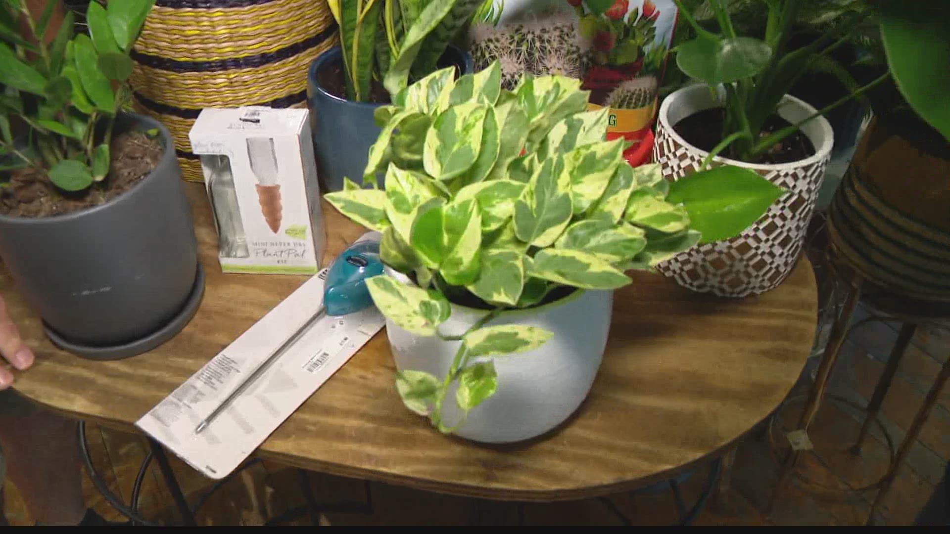 Pat shares advice on the care and feeding of indoor plants.
