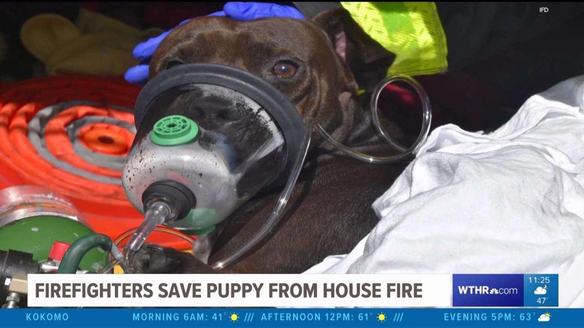 Firefighters save puppy from house fire