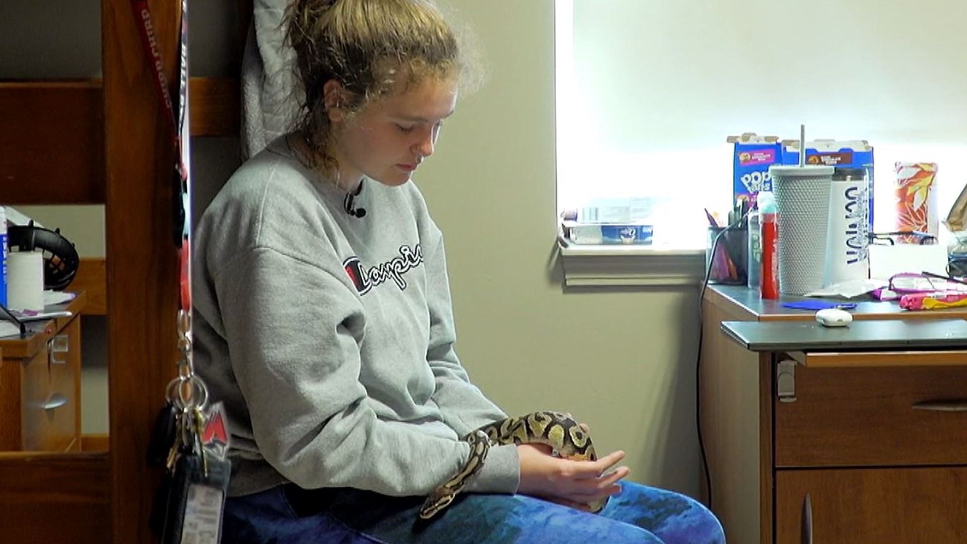 Surge of emotional support animals in college dorms