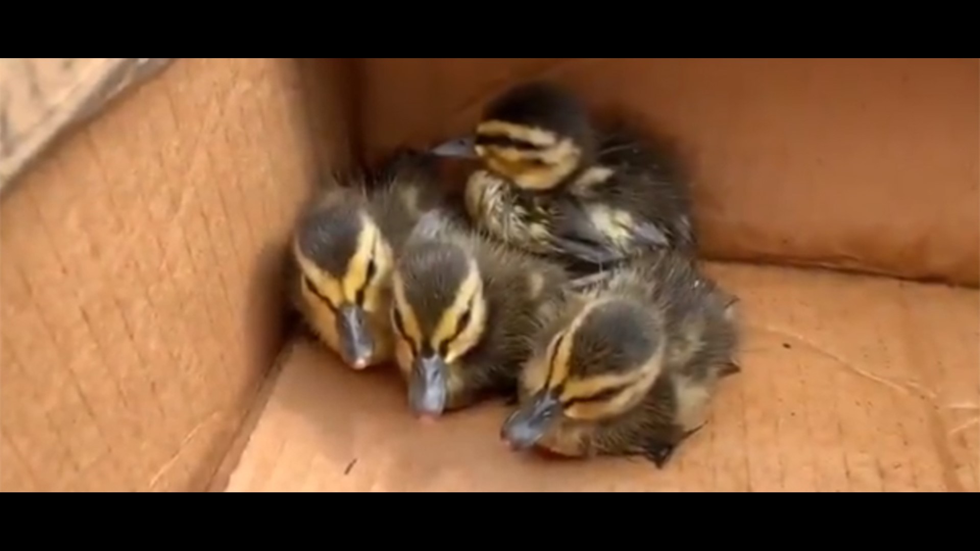 WATCH Firefighter uses YouTube duck calls to rescue ducklings