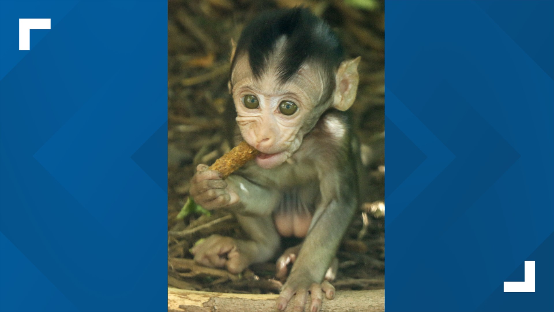 Indianapolis Zoo Introduces 4 Baby Macaques