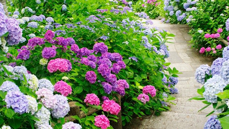 Pat Sullivan: Hydrangeas and how to take care of them
