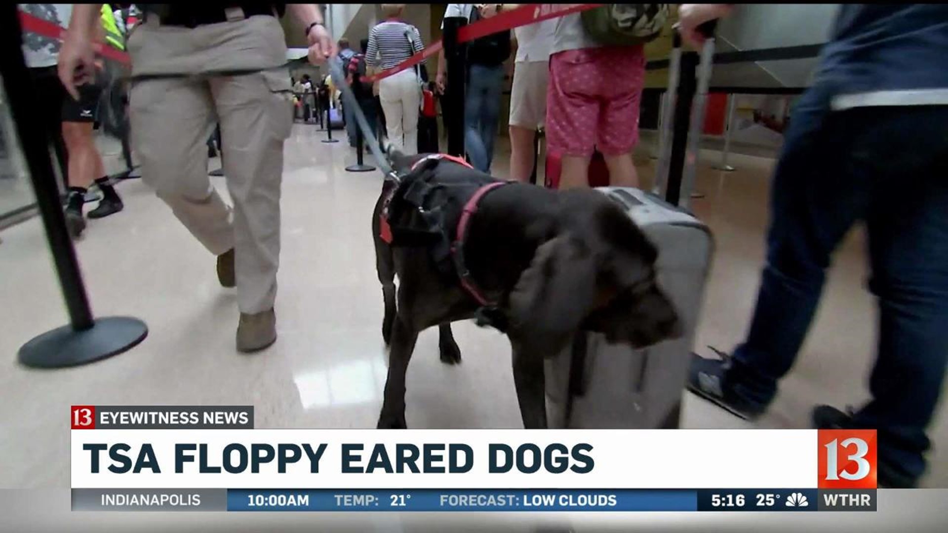 TSA opting to use floppy-eared dogs to sniff at airports | wthr.com