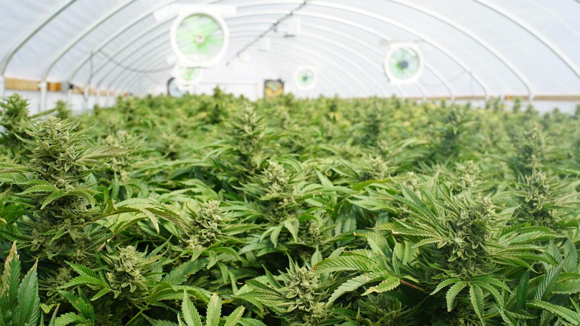 Will Indiana legalize marijuana this year? Here are the bills trying to make it happen.