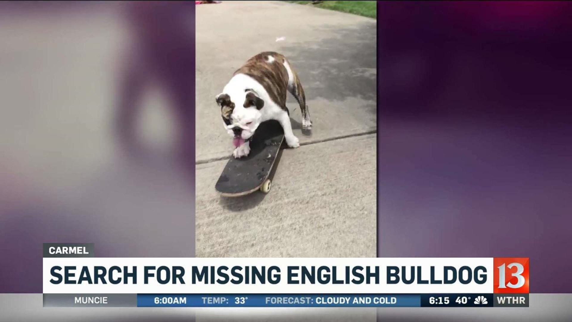 Carmel skateboarding bulldog missing for 6 weeks - Indianapolis