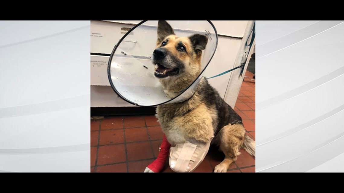 upstate german shepherds