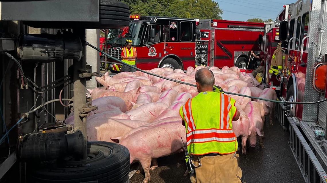 Over 160 pigs rescued after Monroe Co. crash