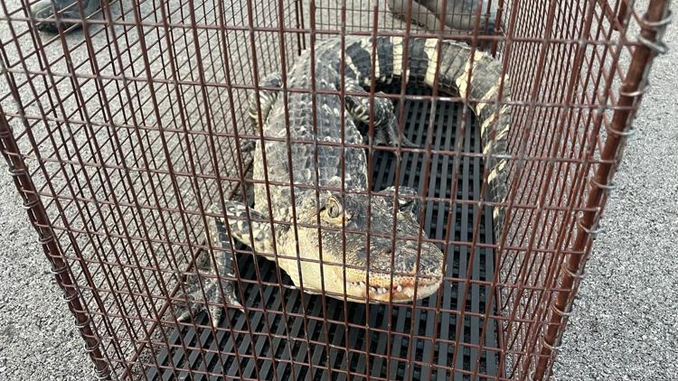 Alligator rescued after being found in Fort Wayne neighborhood