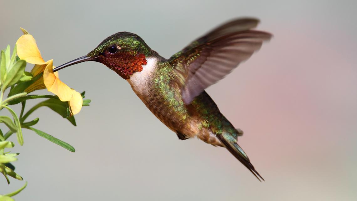 Hummingbird cheapest