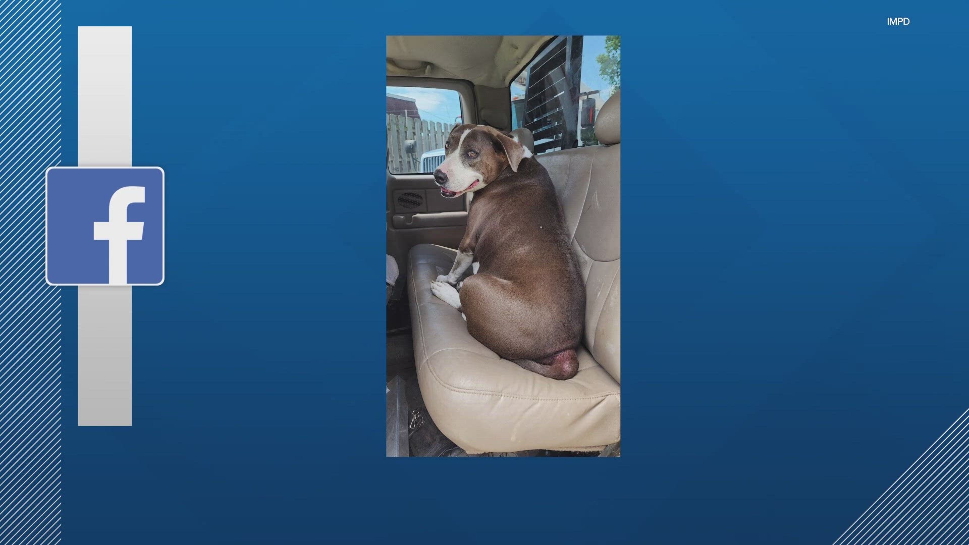 IMPD posted pictures of the dog and the truck on social media Wednesday.