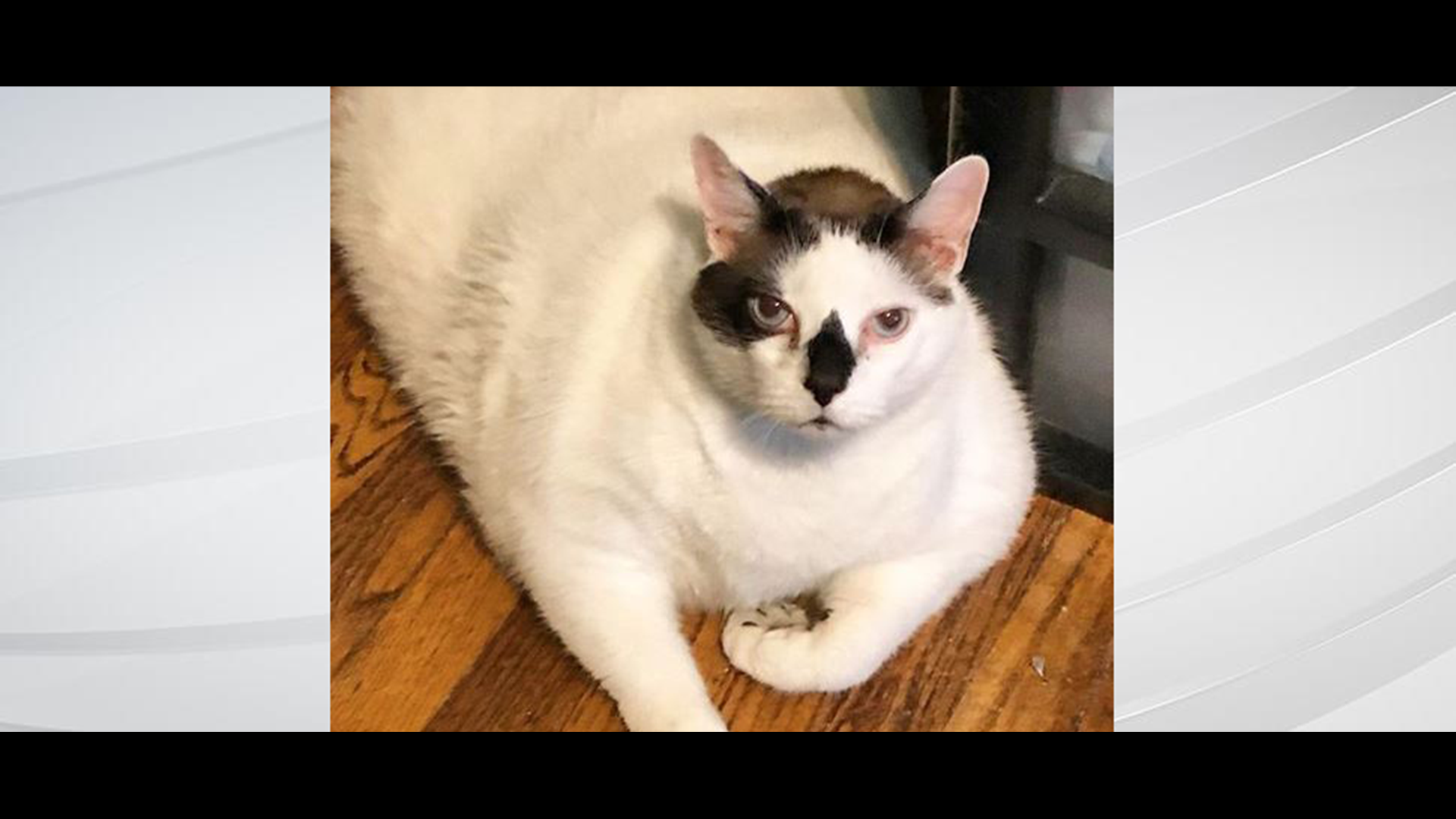 41 Pound Cat Looking For New Home