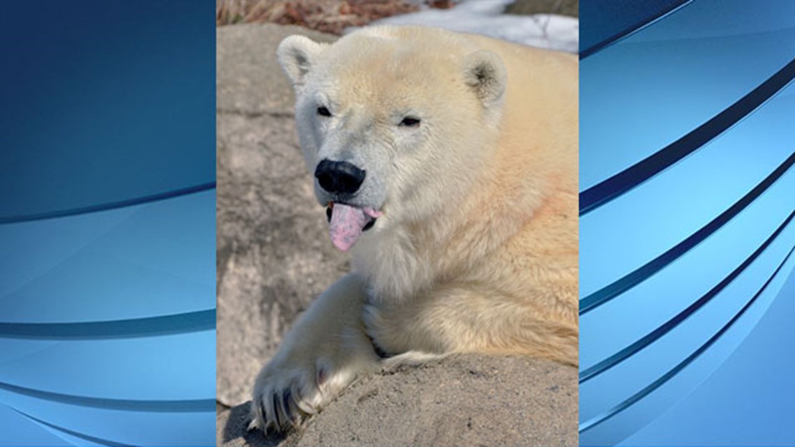 Indianapolis Zoo polar bear exhibit to close permanently | wthr.com