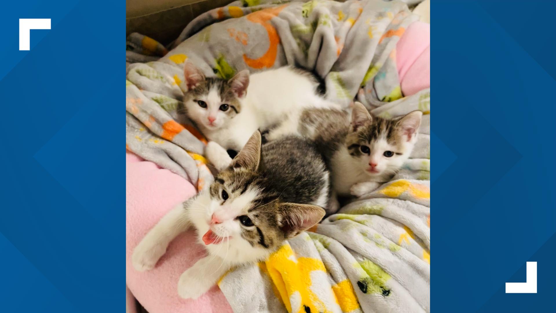 3 rescued kittens ready for adoption soon in Indianapolis | wthr.com