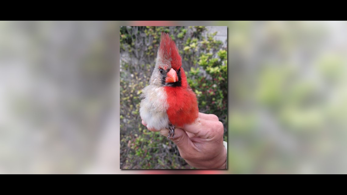 This Non-Binary Cardinal Is Flipping Gender the Bird, News