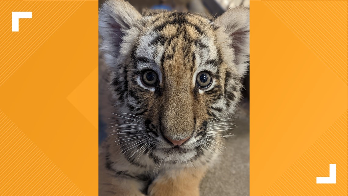 Indianapolis Zoo mourns death of 4monthold tiger cub