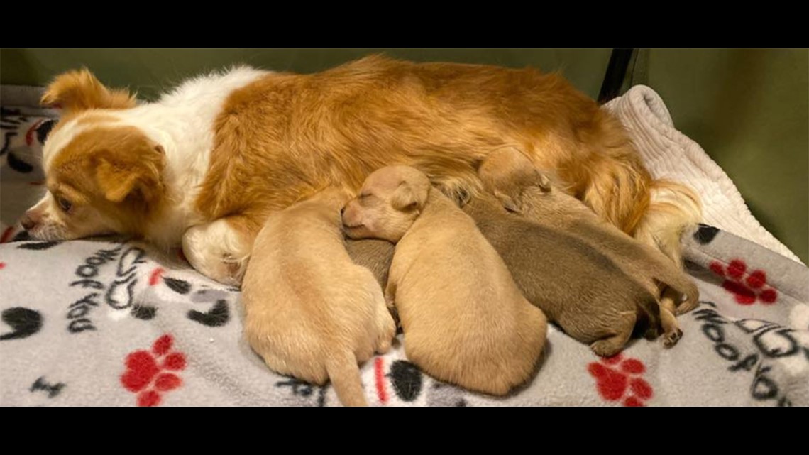 After every puppy in her litter died, dog 'adopts' orphan puppies