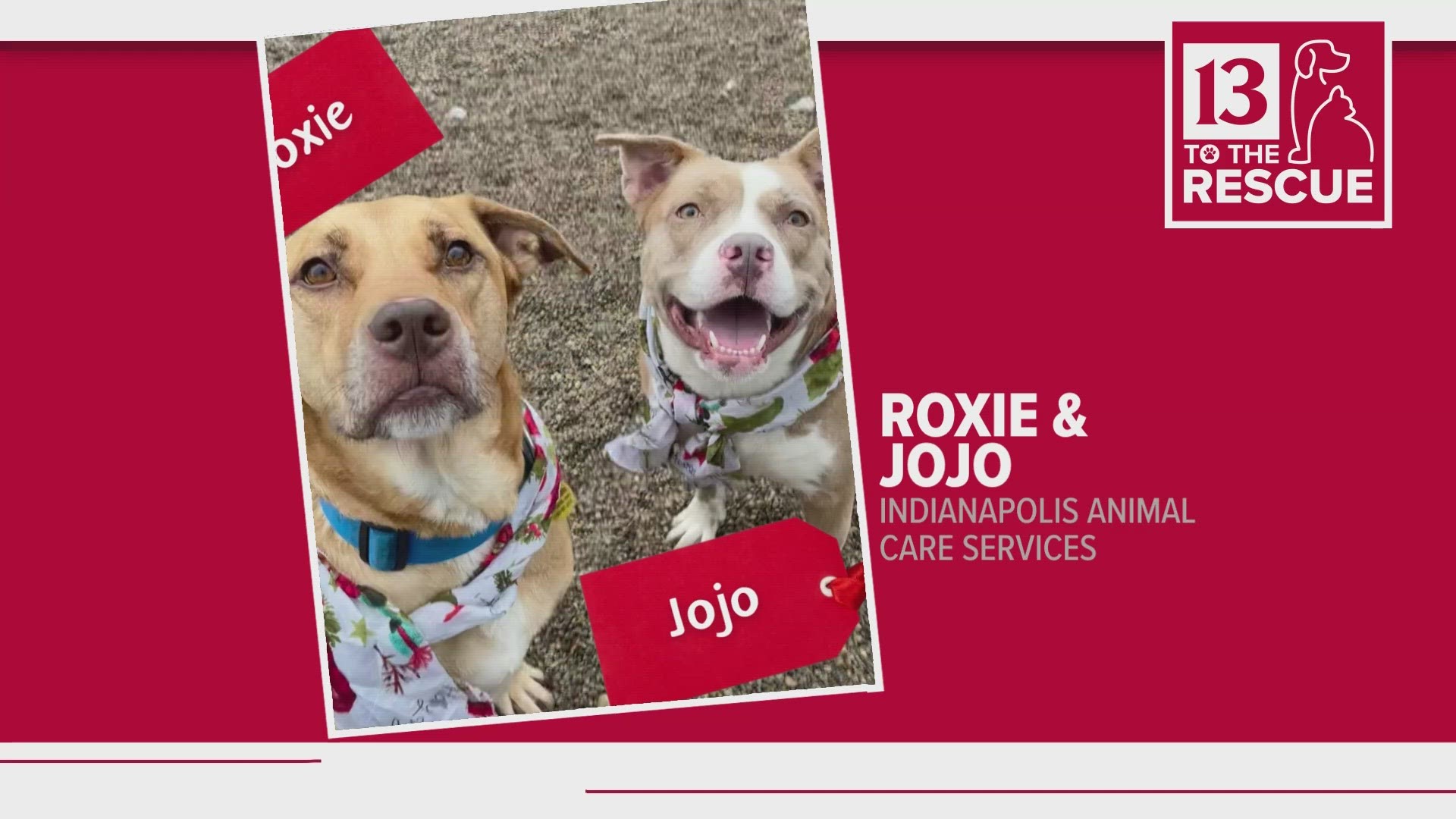 Indianapolis Animal Care Services is featuring three dogs and two cats looking for forever homes this week.