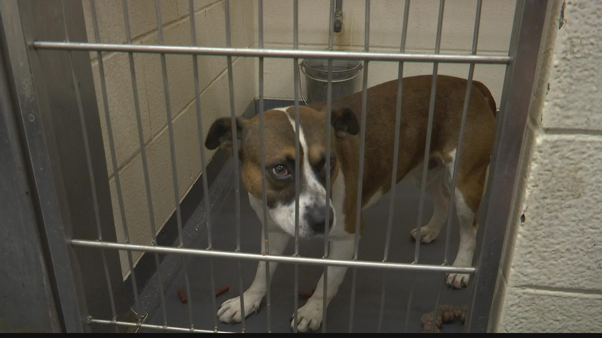 IACS is extending its hours hoping to encourage adoptions.
