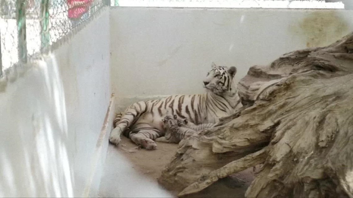 Rare White Tiger Cubs Make Their Public Debut