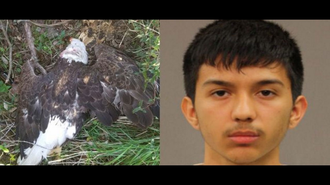 Texas 17-year-old arrested after allegedly killing bald eagle with ...