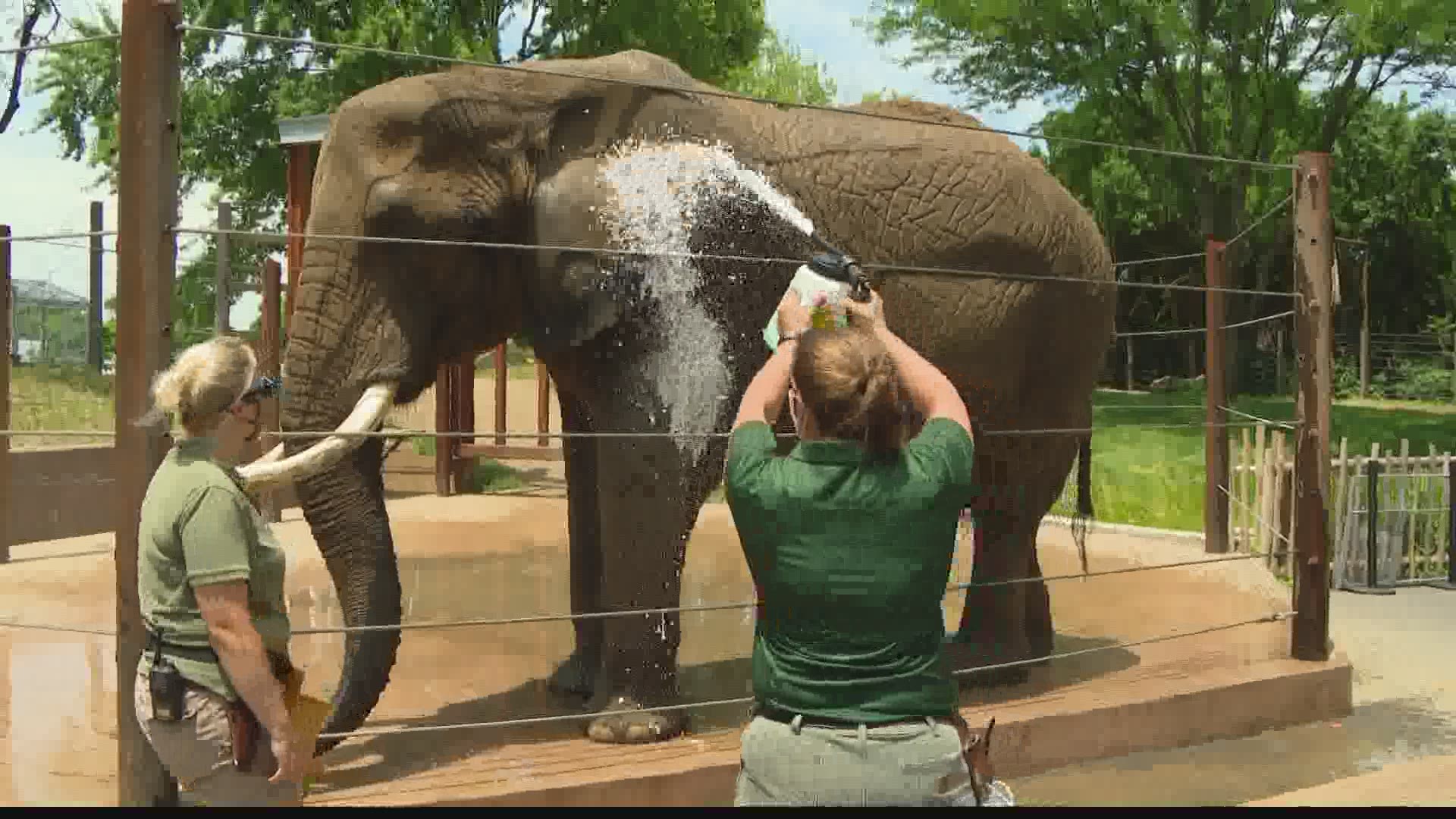 There's a brand new elephant encounter at the Indianapolis Zoo.