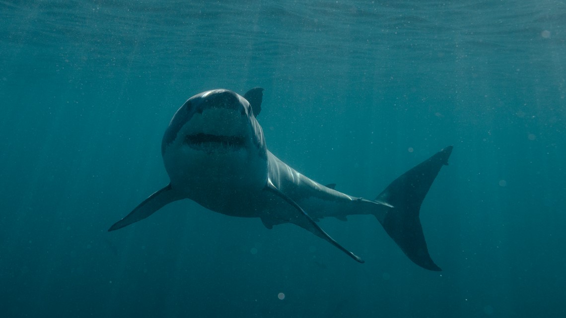 Jason Momoa Bites into Shark Week, Beginning July 23 on Discovery
