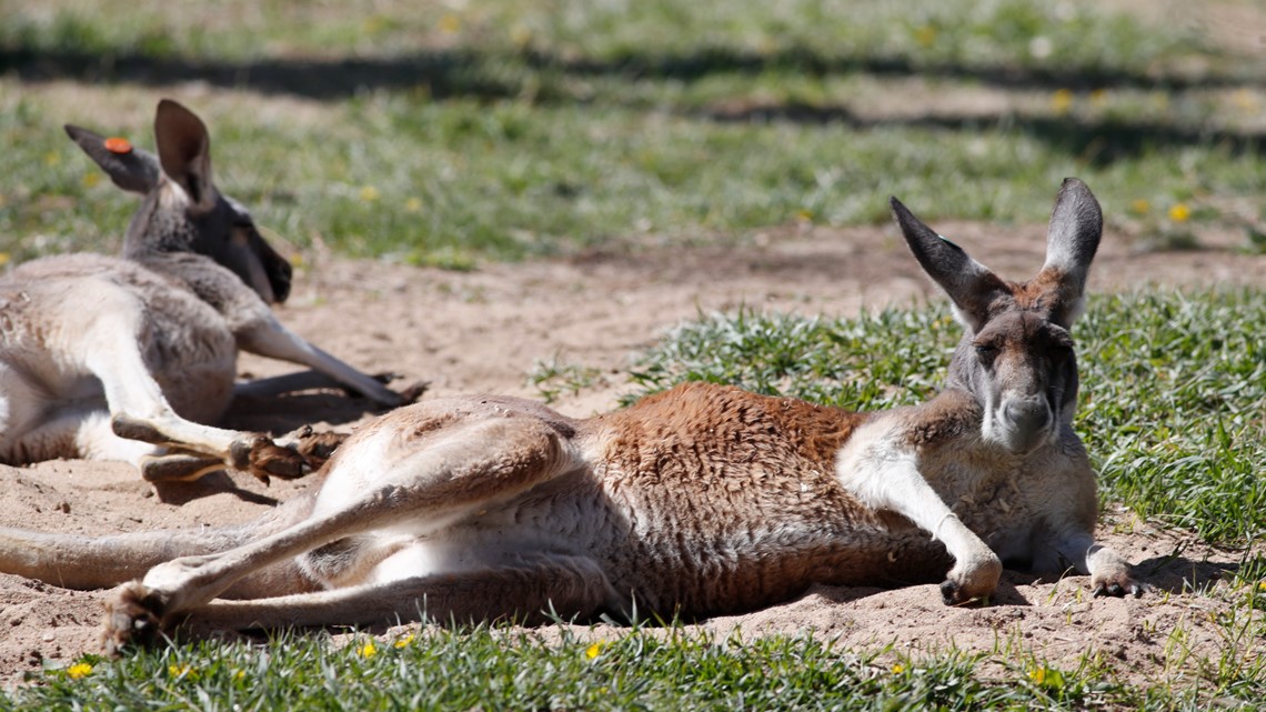 Indianapolis Zoo will get kangaroos in 2022 | wthr.com