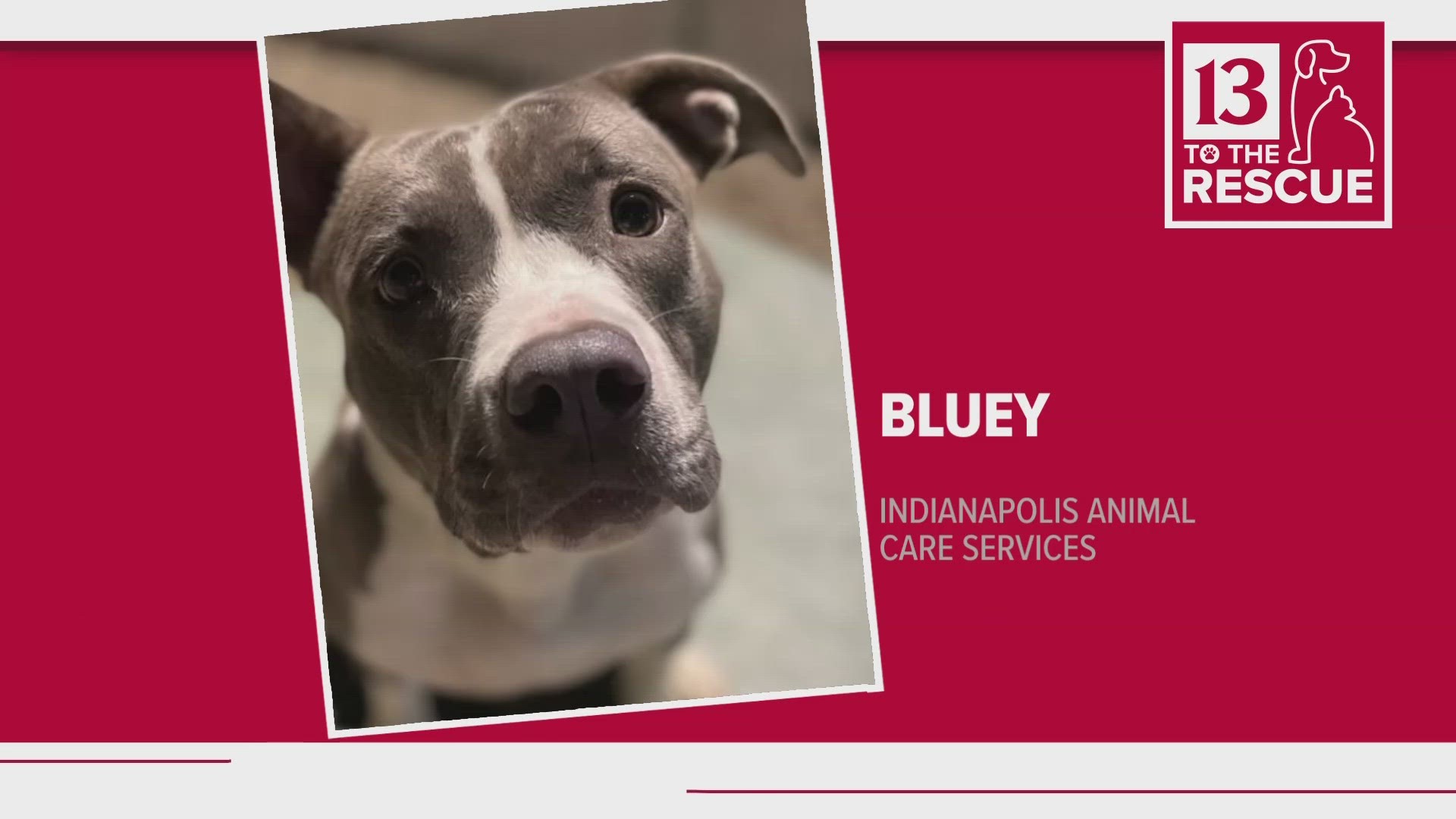 Our 13 to the Rescue pets of the week come from Indianapolis Animal Care Services.