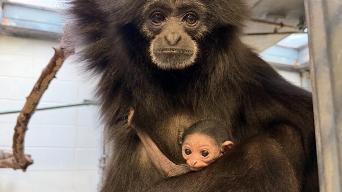 Indianapolis Zoo welcomes new gibbon to the family