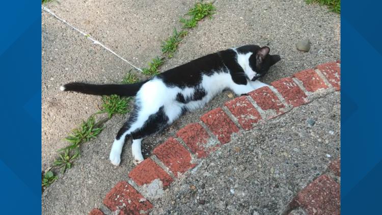 Beech Grove man charged for killing neighbor's cat named Oreo