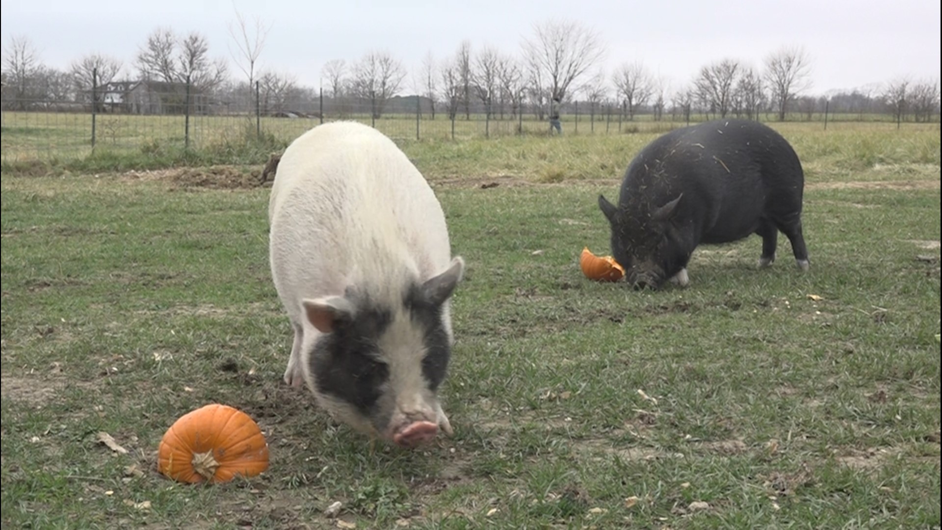 We All Need To Hand Over Our Leftover Pumpkins To These Rescue Pigs 