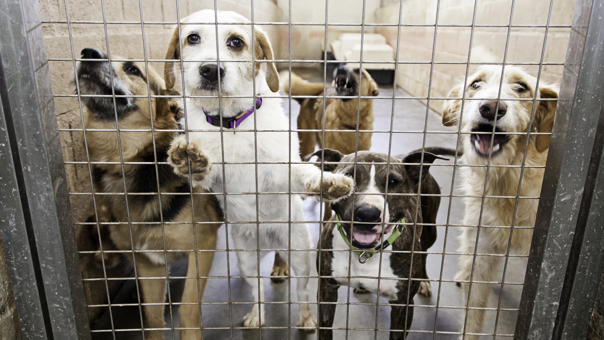 "Together with the shelter’s no-fee adoptions the waiver will help provide a second chance for animals in need of a forever home," IACS said.