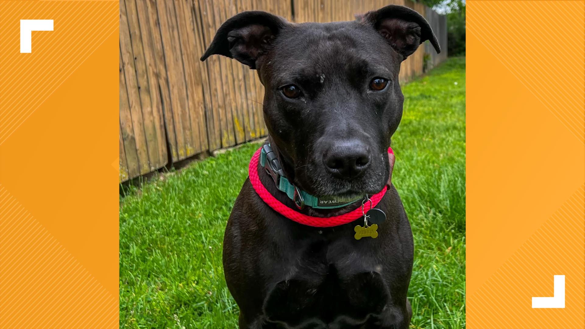 Morgan County Humane Society is featuring four dogs and one cat looking for forever homes this week.