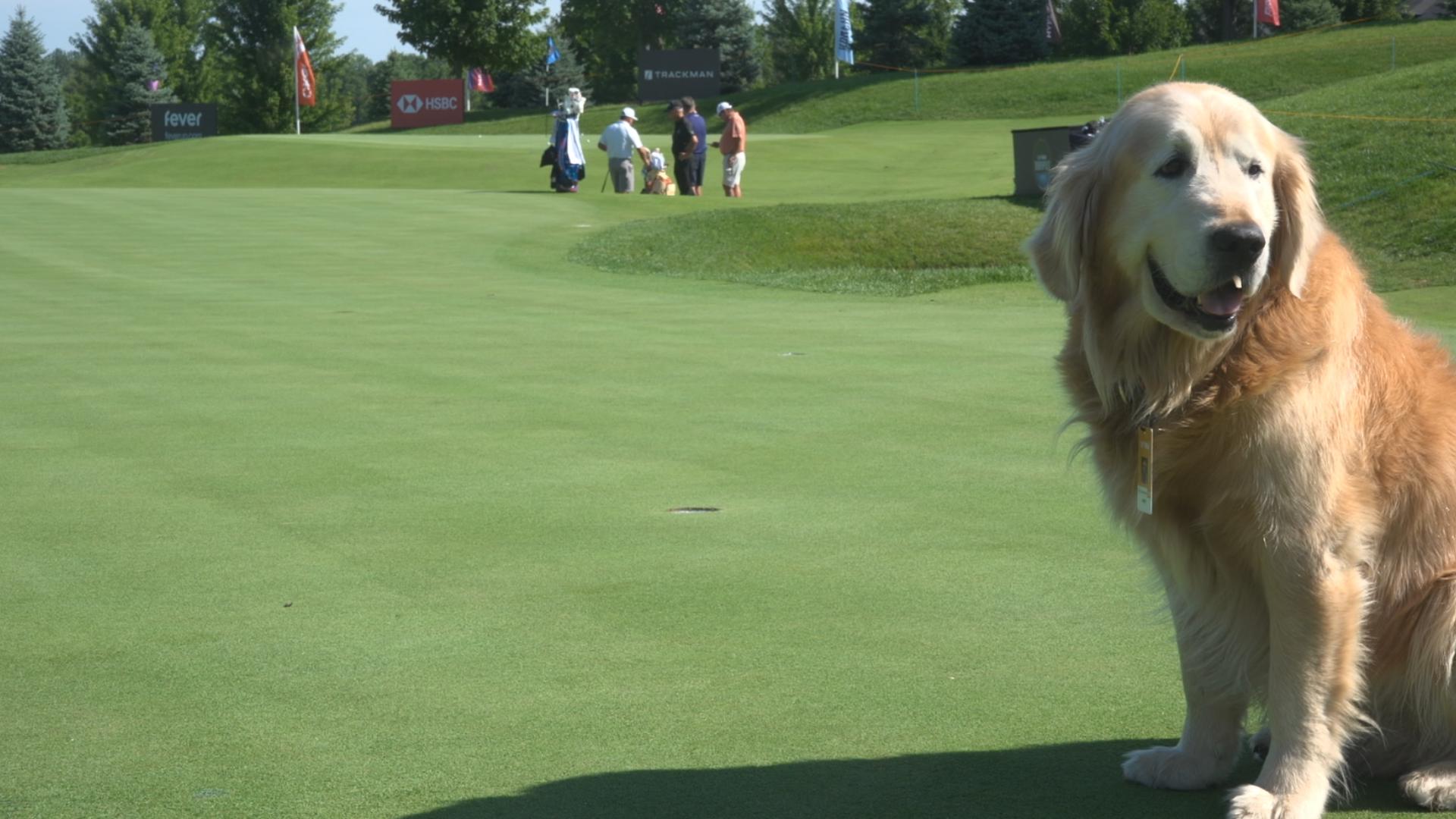 Groundskeepers get Westfield golf course ready for LIV Golf finale ...