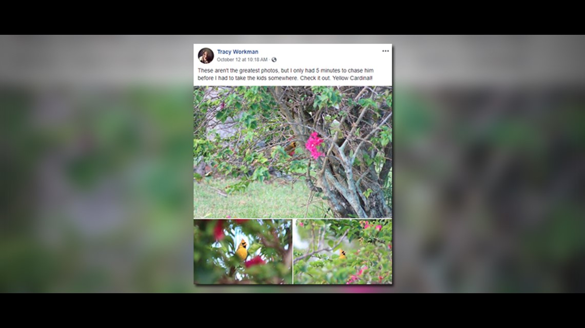 Yellow cardinal, a rare bird, spotted in Port St. Lucie, Florida