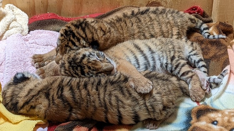 County Executive McMahon Announces Amur tiger Zeya Gives Birth to Cubs