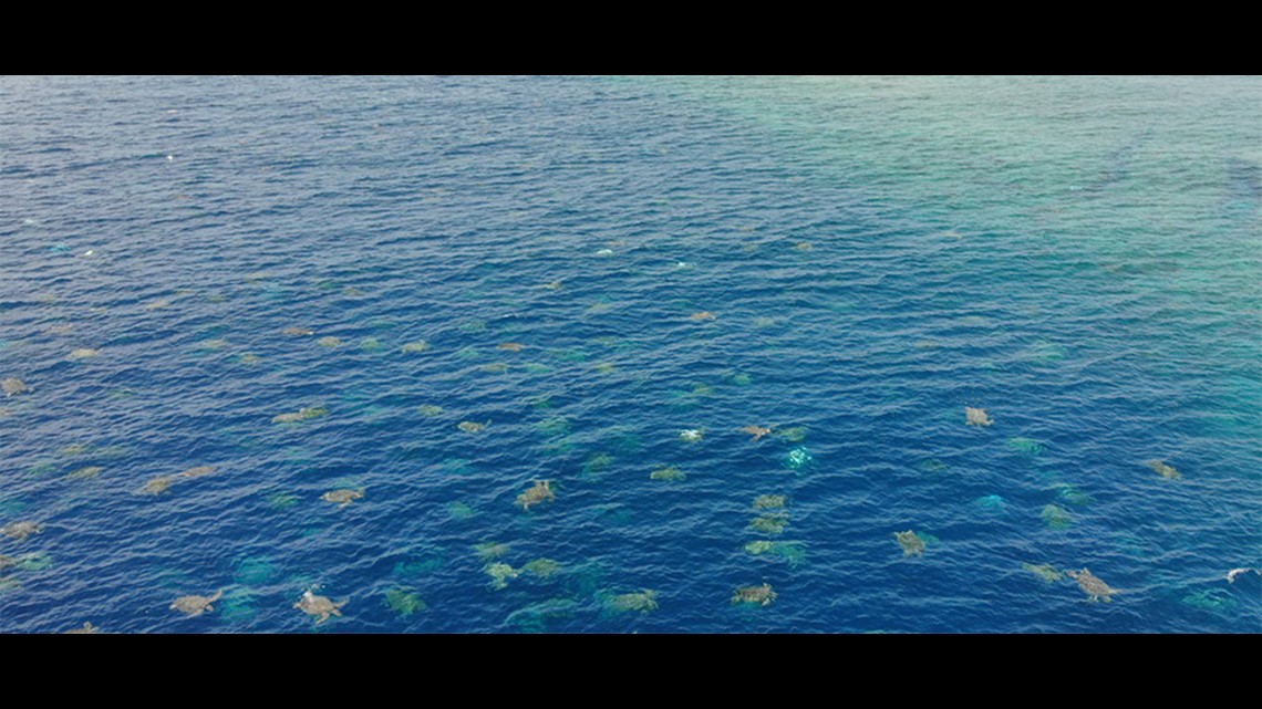 Thrilling drone video shows thousands of nesting turtles at Great