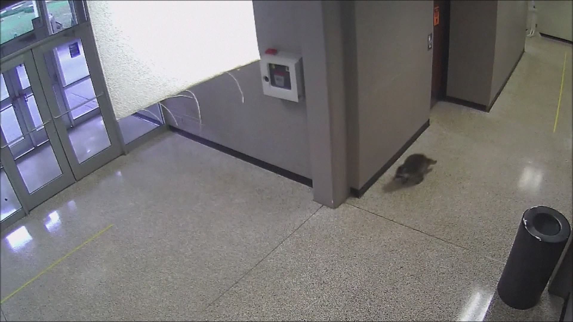 School staff and animal control officers chased a raccoon through the hallways of a Dallas-area high school.