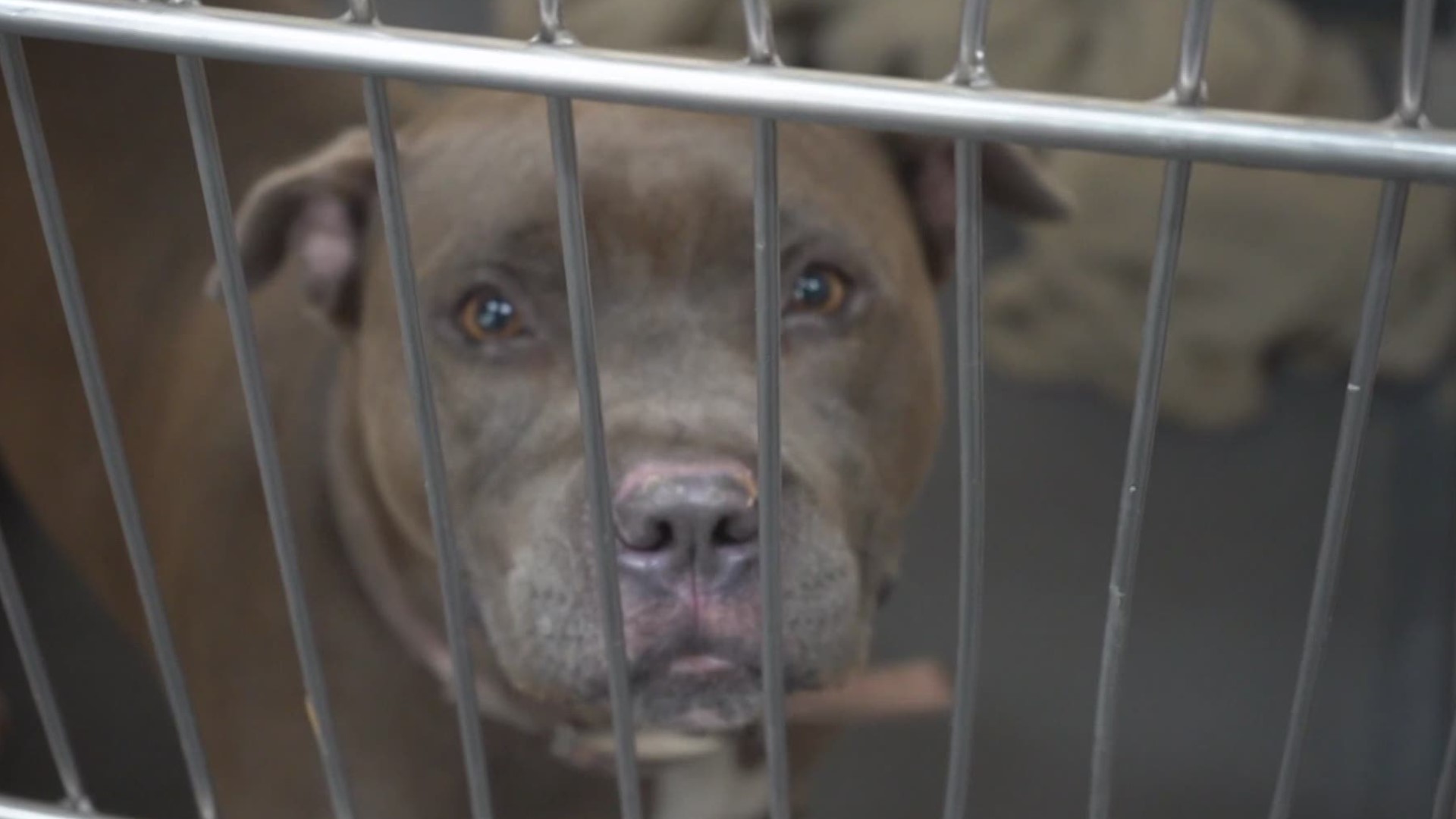 Hundreds of dogs and cats waiting for adoption at Indianapolis animal  shelter 