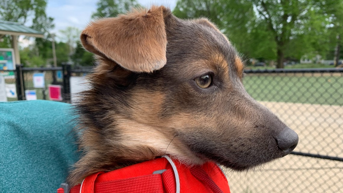 Heading back to work? Prepare your pandemic pup now to avoid separation anxiety - Vimarsana News