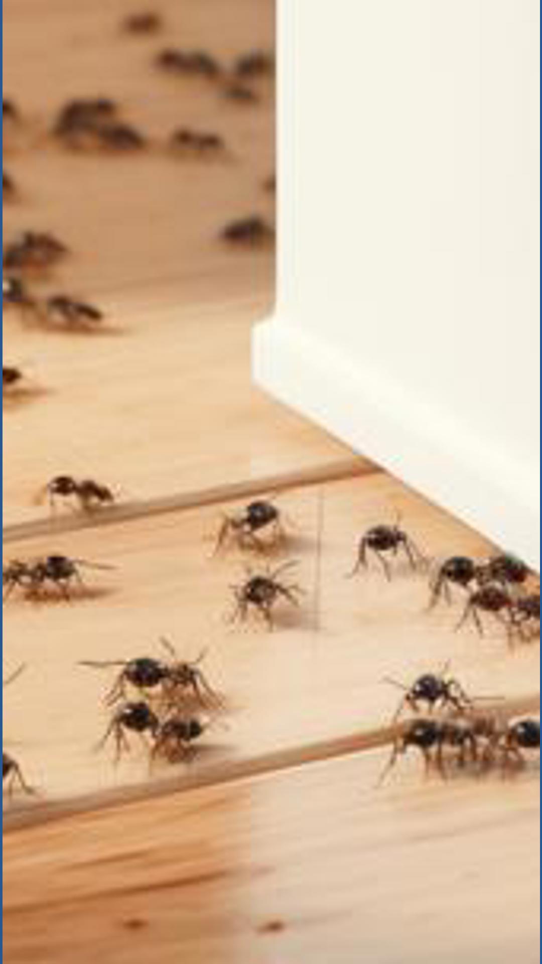 You may see more insects in your house this week — here's why | wthr.com