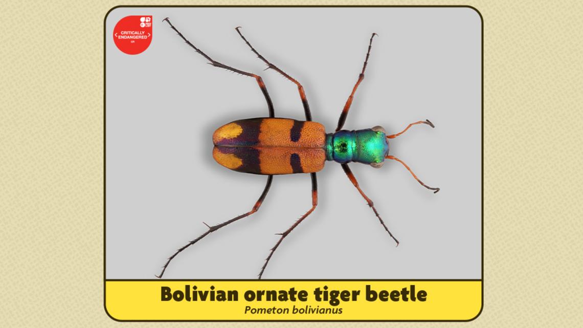 Bolivian ornate tiger beetle wins Indianapolis Zoo's Uproar Conservation Challenge