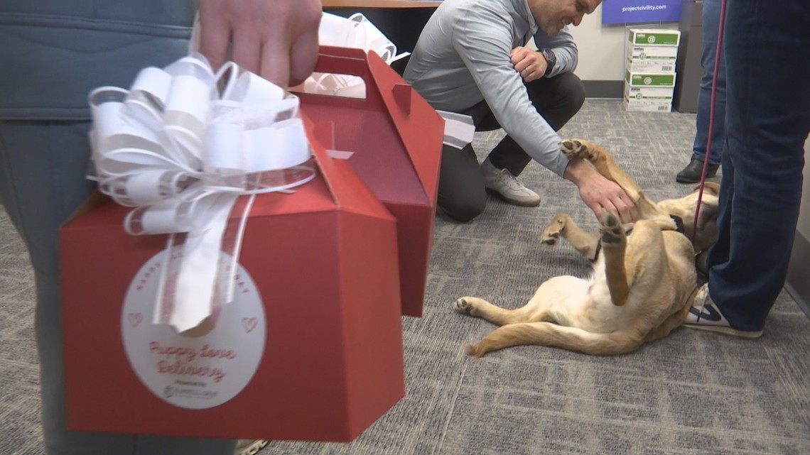 Service dogs in training spread puppy love this Valentine's Day in central Indiana