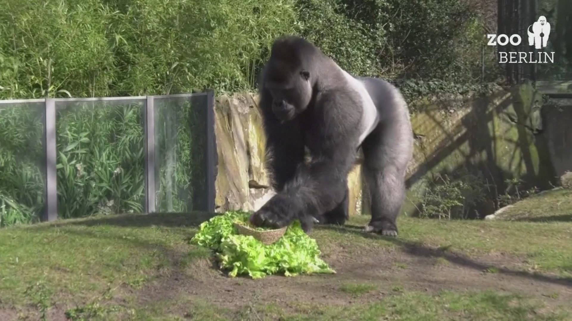 A silverback gorilla dad tried to grab all the treats for himself after the gorilla family was rewarded with Easter eggs in a basket of salad leaves.