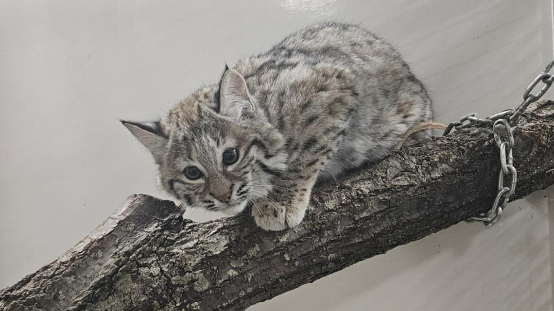 Baby bobcat escapes from Michigan City zoo | wqad.com