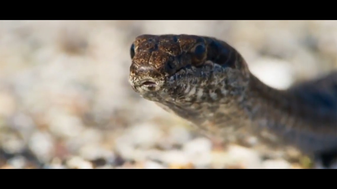 BBC snake video is terrifying, dramatic, beautiful - and you won't believe  how it ends 