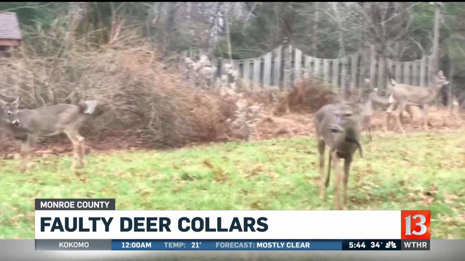 Faulty deer collars