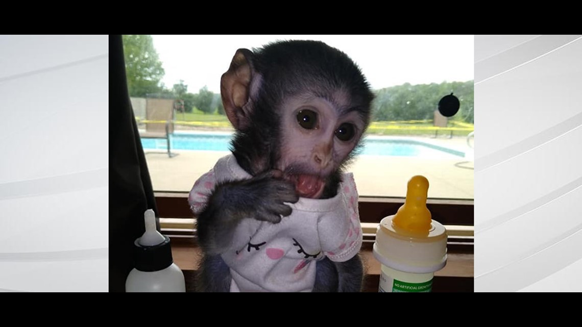 Local Police Looking For Missing Monkey Wthr Com