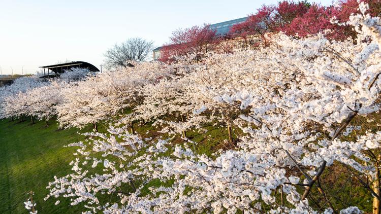 Cherry blossoms blooming in White River State Park